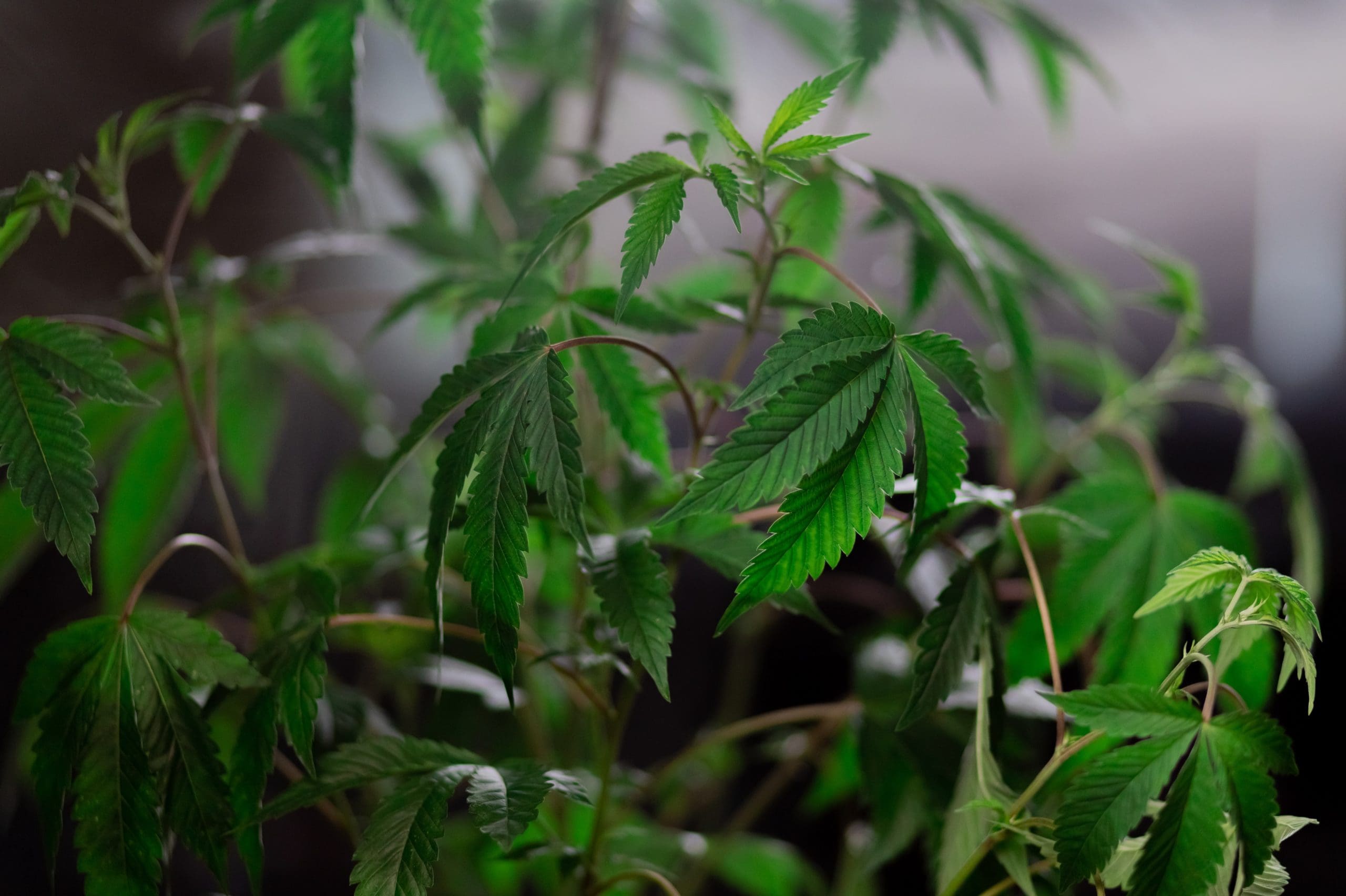 cannabis-plants Cannabis plants