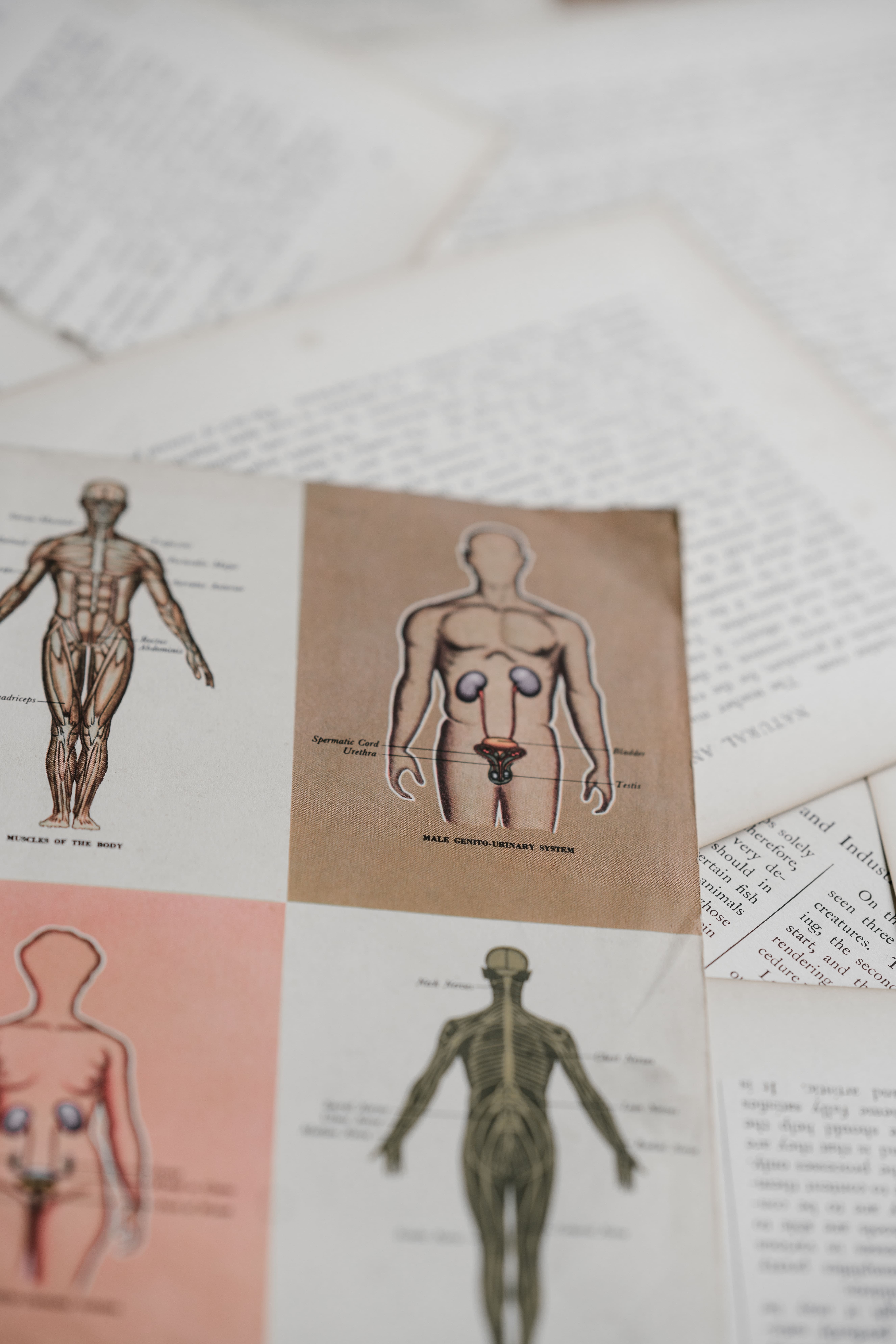 human-anatomy Images of different systems in the body. The endocannabinoid system exists throughout the body.