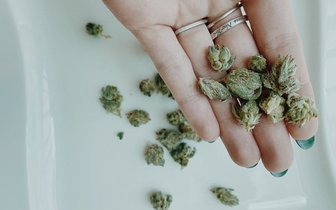 Hand holding cannabis buds