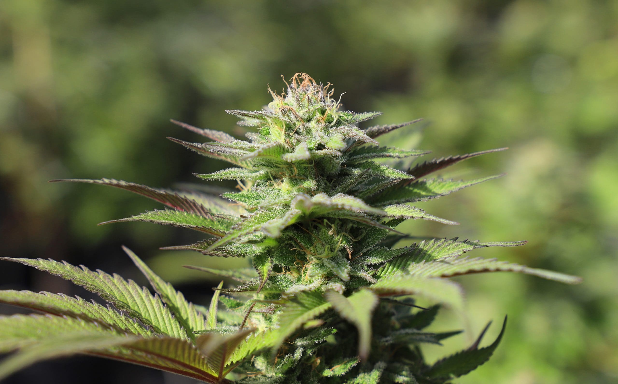 cannabis-plant A cannabis plant growing outside