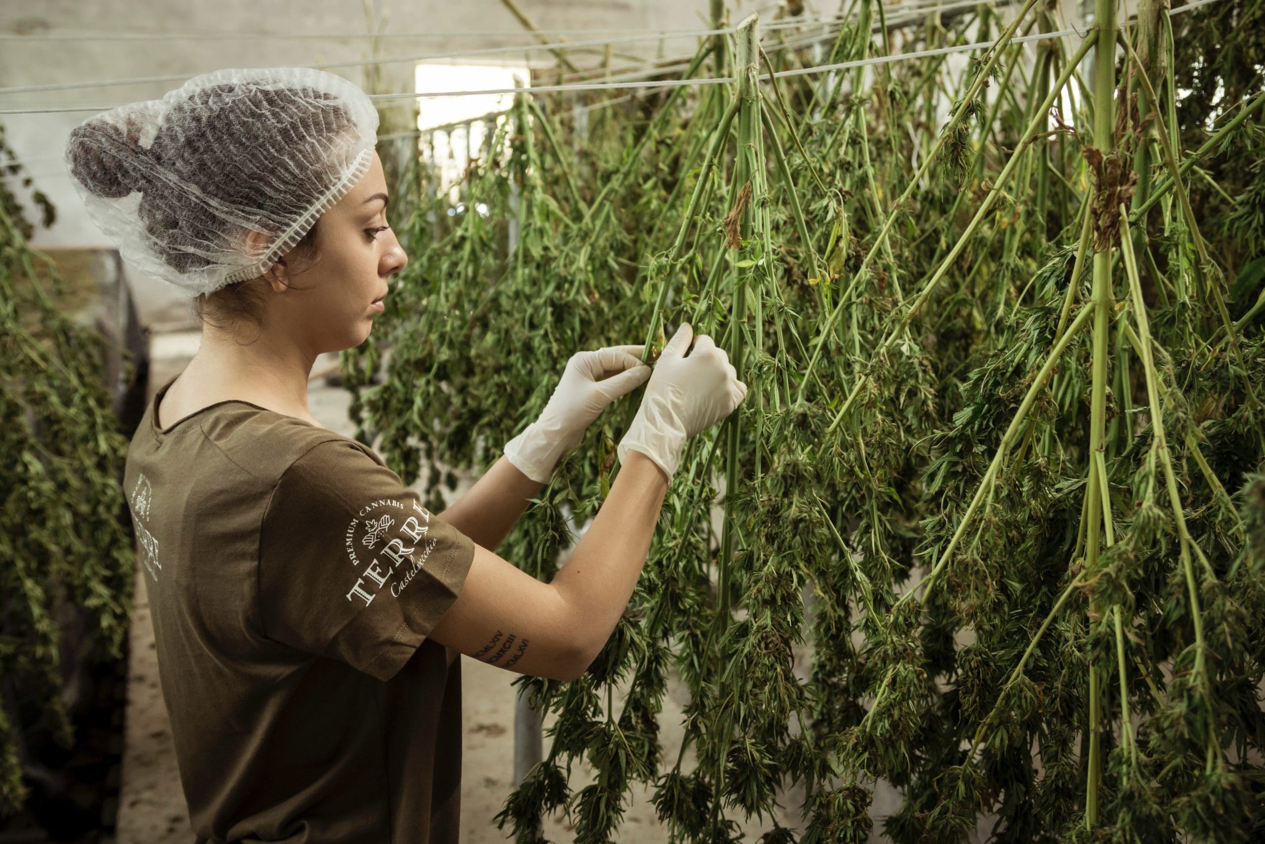 cannabis-production A woman cultivating hybrid marijuana in a greenhouse