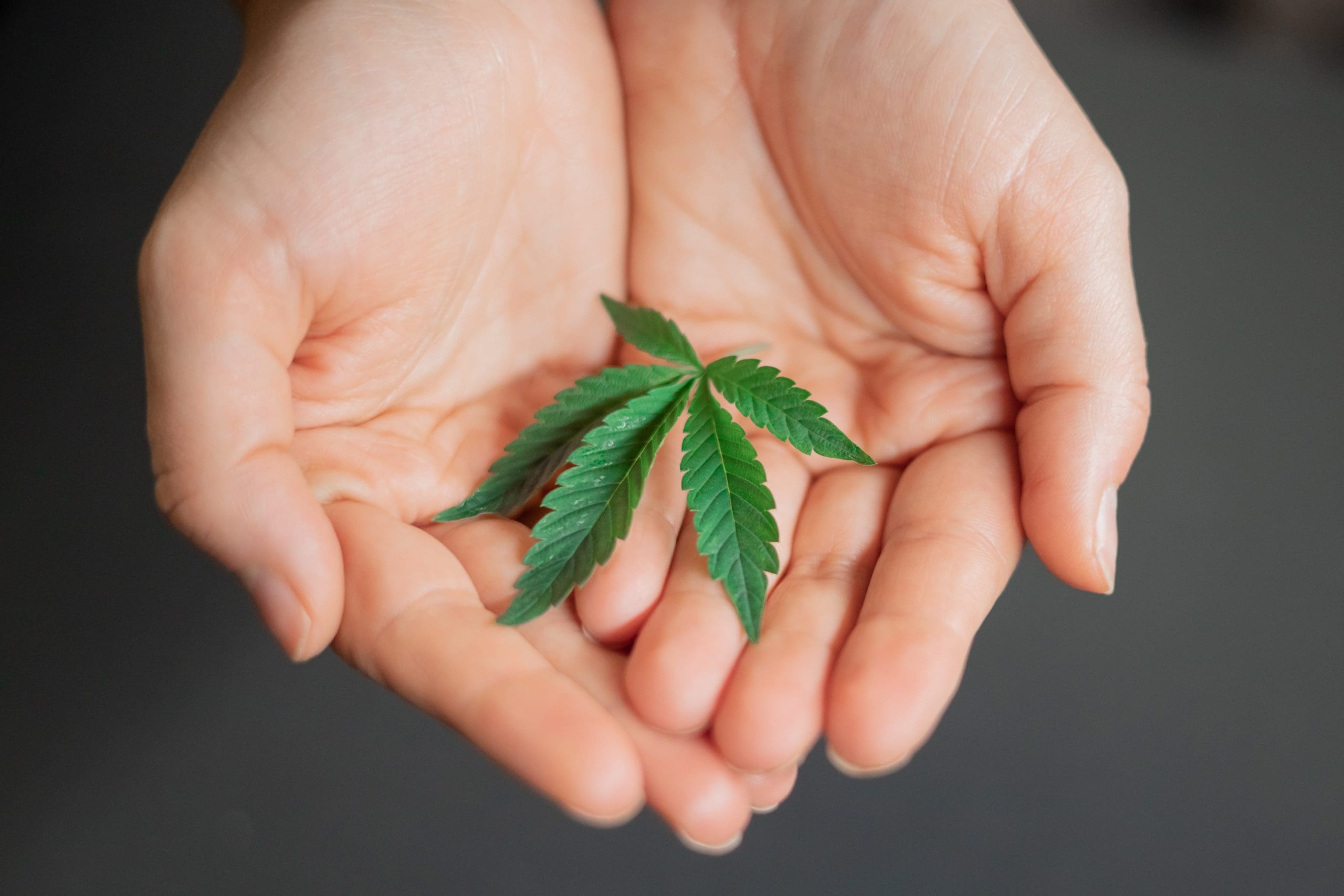 indica-leaf Two hands holding an indica leaf