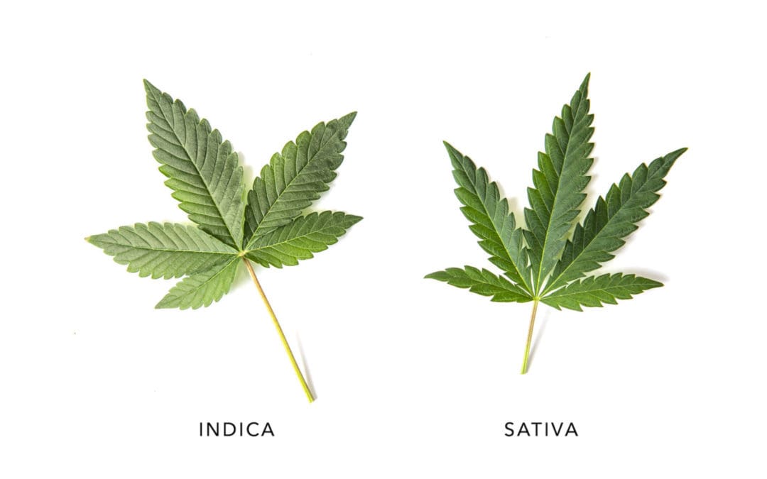 Indica leaf and Sativa leaf