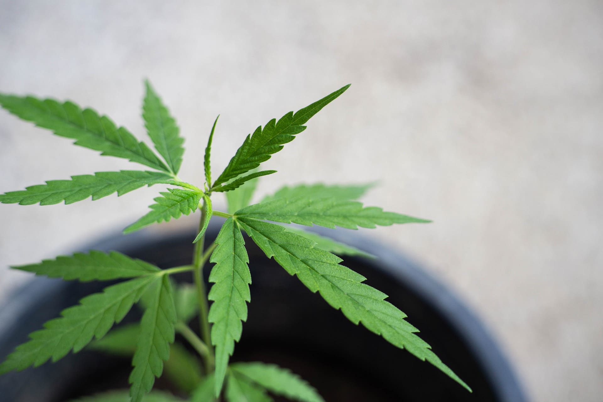 sativa-leaf Sativa leaf