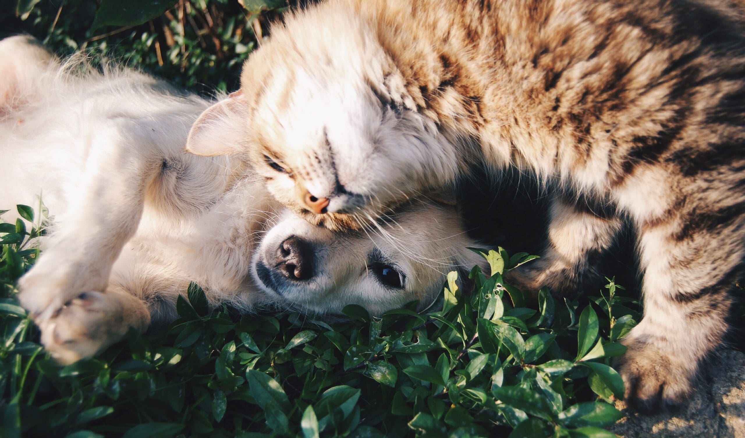 krista-mangulsone-9gz3wfHr65U-unsplash Cat and dog lying beside each other on the grass